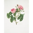 thumbnail image 2 of Mary Lawrance 19x24 Gold Ornate Framed and Double Matted Museum Art Print Titled - Provincialis4 Rosa (1799), 2 of 4