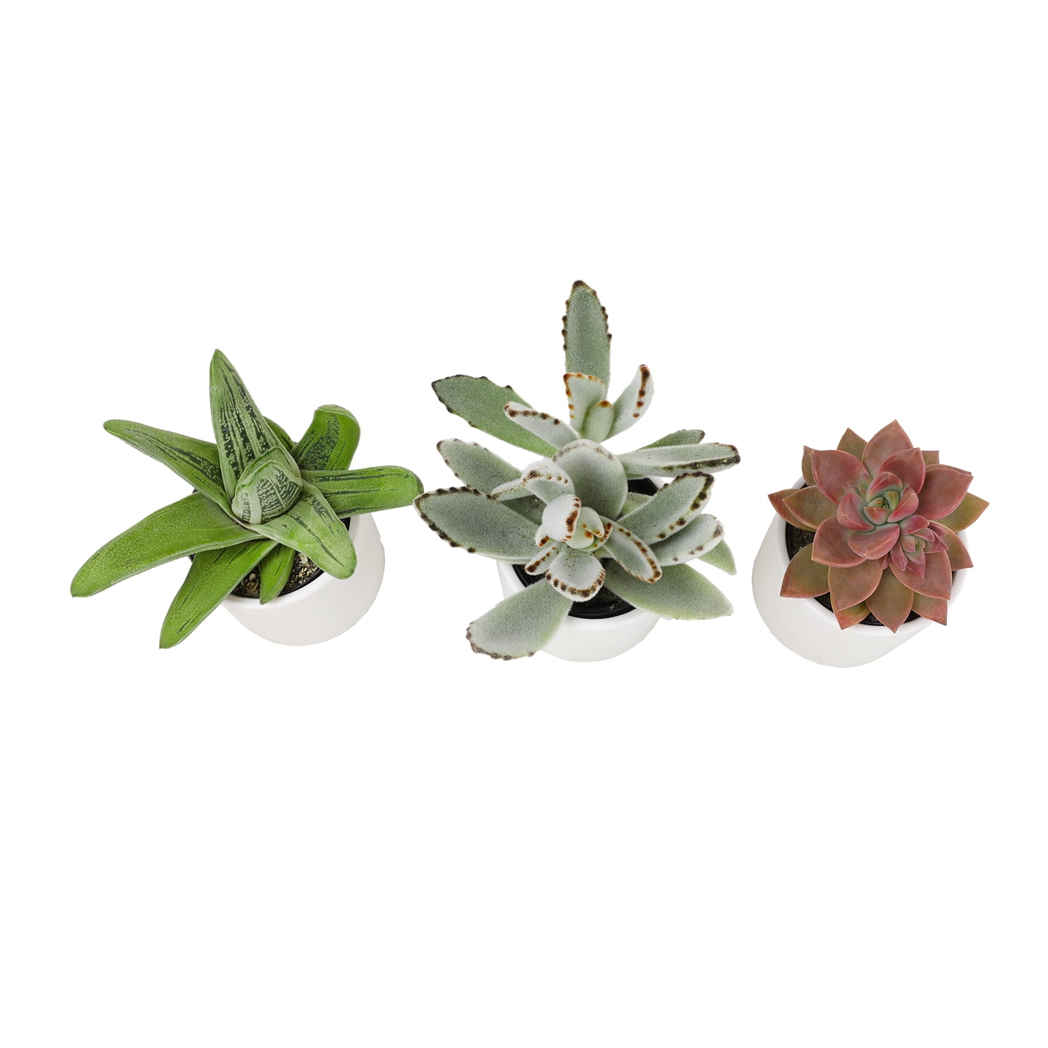 Altman Plants 2.5" Assorted Succulent Live Plants (3 Pack) with White Pots