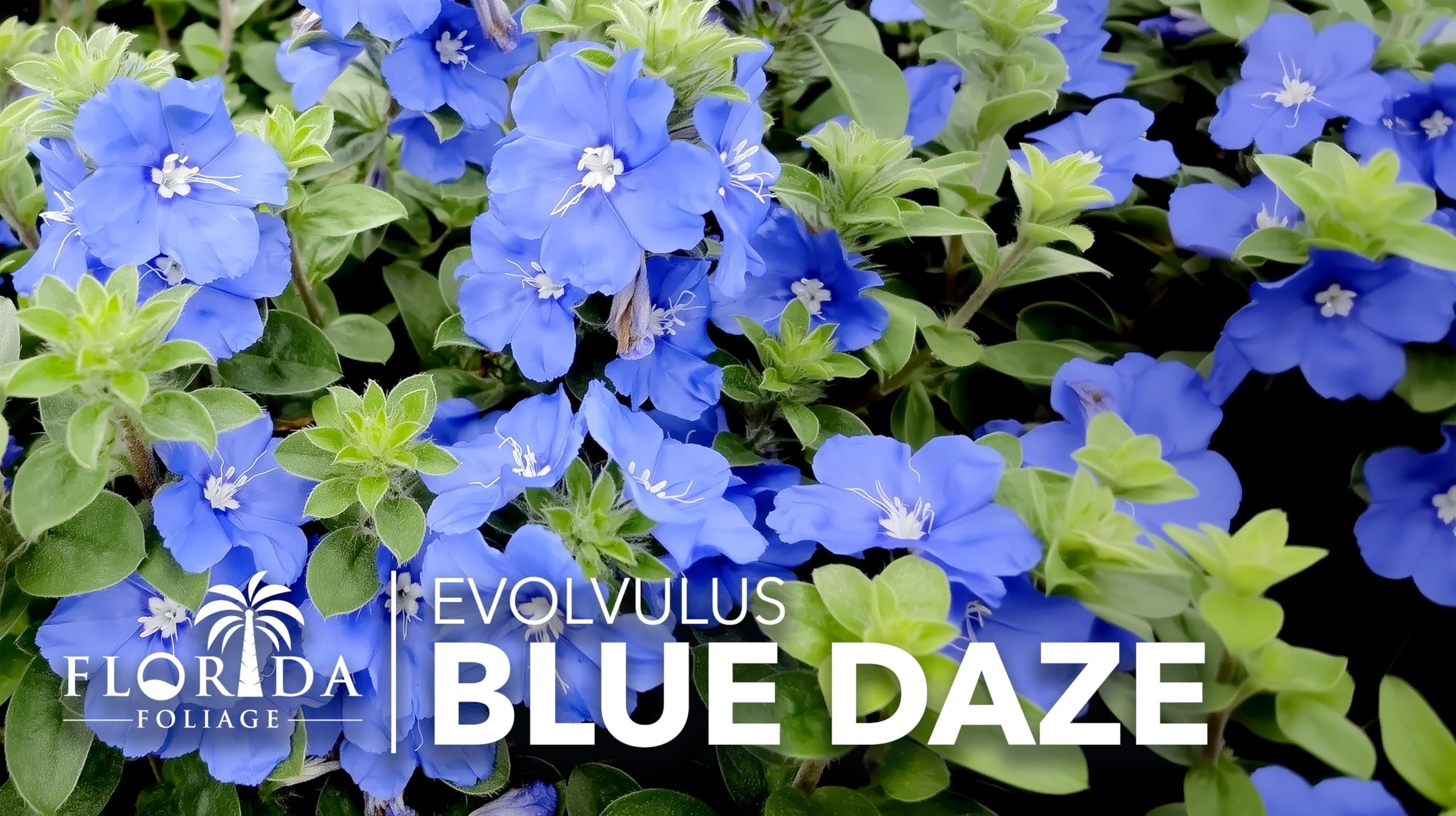 Blue Daze  3 Live Plants  Evolvulus glomeratus  Heat Tolerant Ground Cover  Year-Round Flowering Plant for Gardens & Landscapes