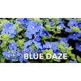thumbnail image 2 of Blue Daze  2 Large Gallon Size Plants  Evolvulus Glomerata  Low Maintenance Drought Tolerant Blooming Groundcover, 2 of 9