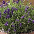 thumbnail image 2 of Mini Blue Lavender Herb - Perennial - Indoors or Out - Quart Pot, 2 of 3