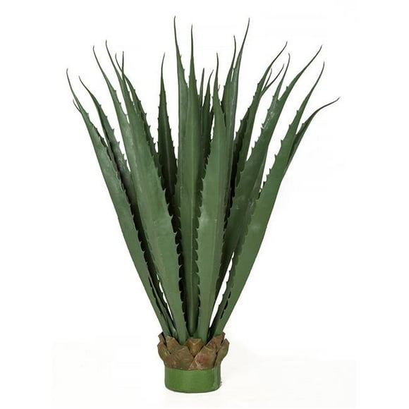 36 Po. Grande Plante Pandanus Extérieure, Bordeaux