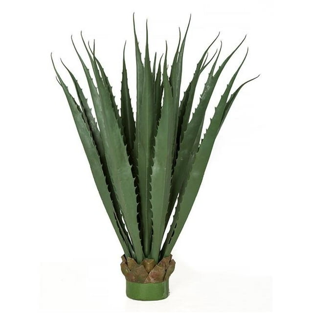 36 Po. Grande Plante Pandanus Extérieure, Bordeaux