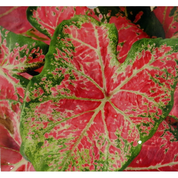 Caladium Ballet Slippers 3 Bulbs - Vibrant Pink/Green
