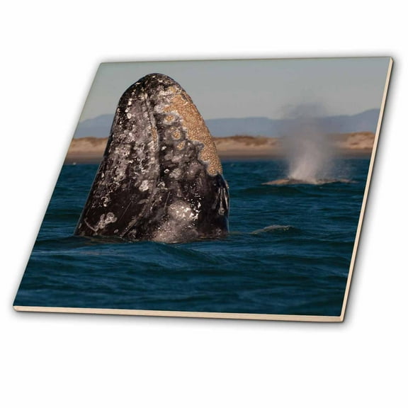 3dRose, Gray Whale spyhopping in San Ignacio Lagoon, Baja California, Mexico, 6 Inch Glass Tile