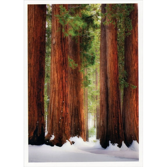 Palm Press Redwood Trees in Winter Box of 10 Christmas Cards