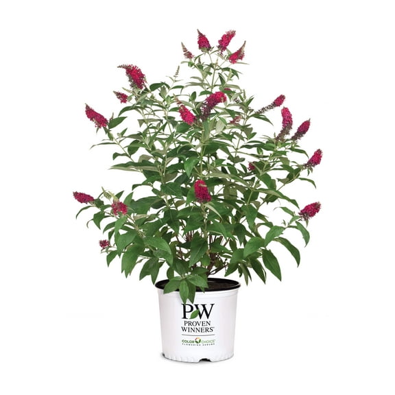 Miss Molly Butterfly Bush - Buddleia 'Miss Molly'