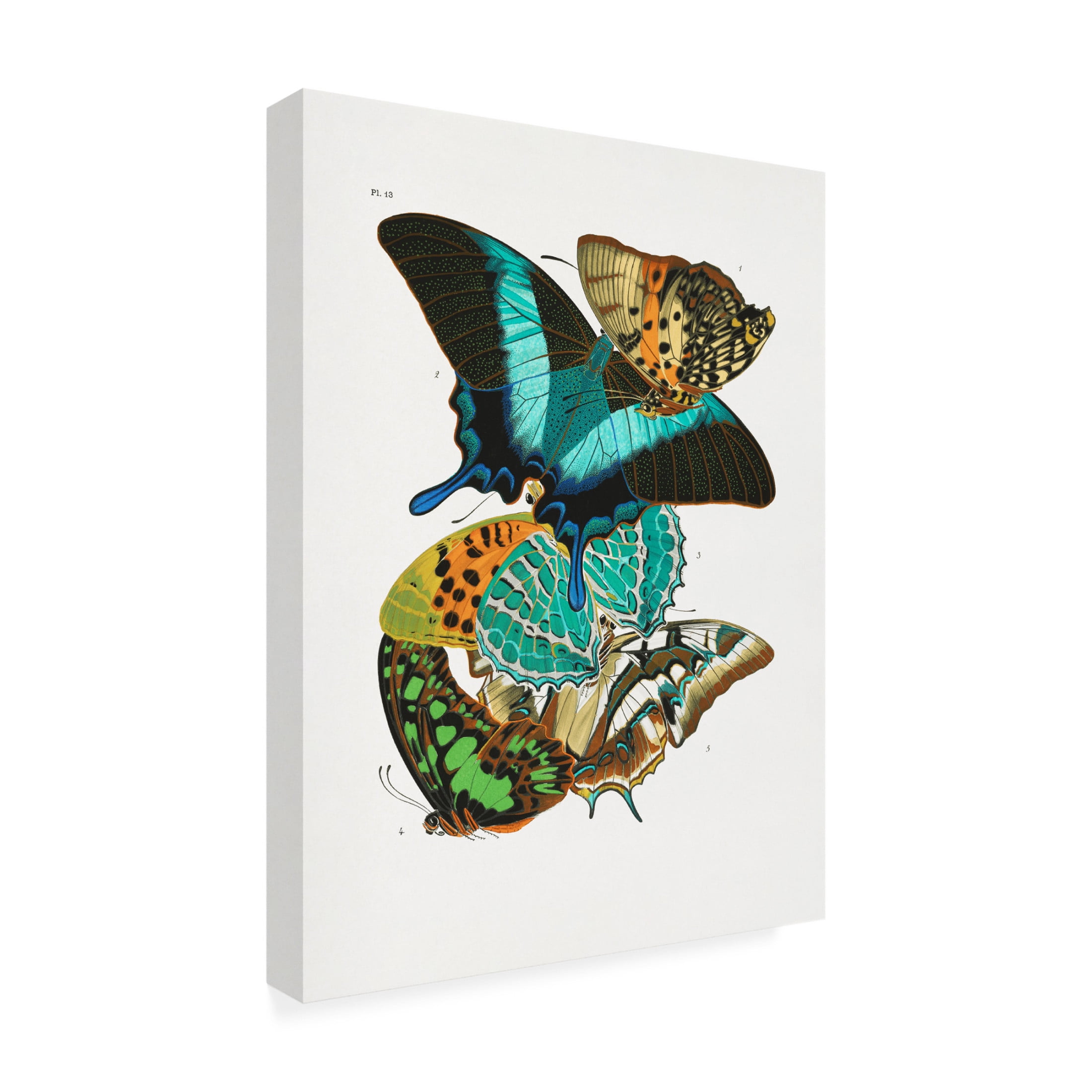 Trademark Fine Art Pictufy   Butterflies 5 Canvas Wall Art