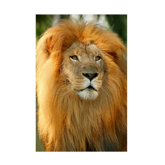 Lion' Canvas Art by Mike Jones Photo
