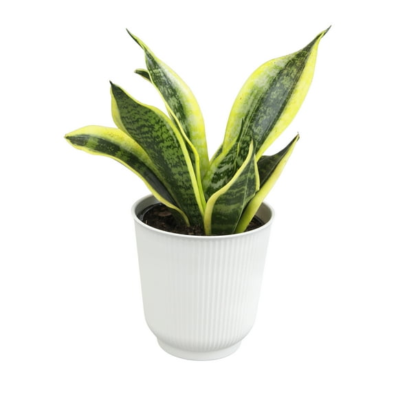 Superba Snake Plant, Clean Air Houseplant | 4.25 in Decor Pot; Full Sun | Element by Altman Plants