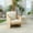 Teak Finish+Beige Cushion+Beige Textilene, variant on GDF Studio Nordic Outdoor Patio Lounge Chair, Acacia Wood Frame, Waterproof Cushions, Beige