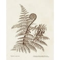 thumbnail image 2 of Unknown 26x32 Black Ornate Wood Framed with Double Matting Museum Art Print Titled - Sepia Fern Varieties I, 2 of 4