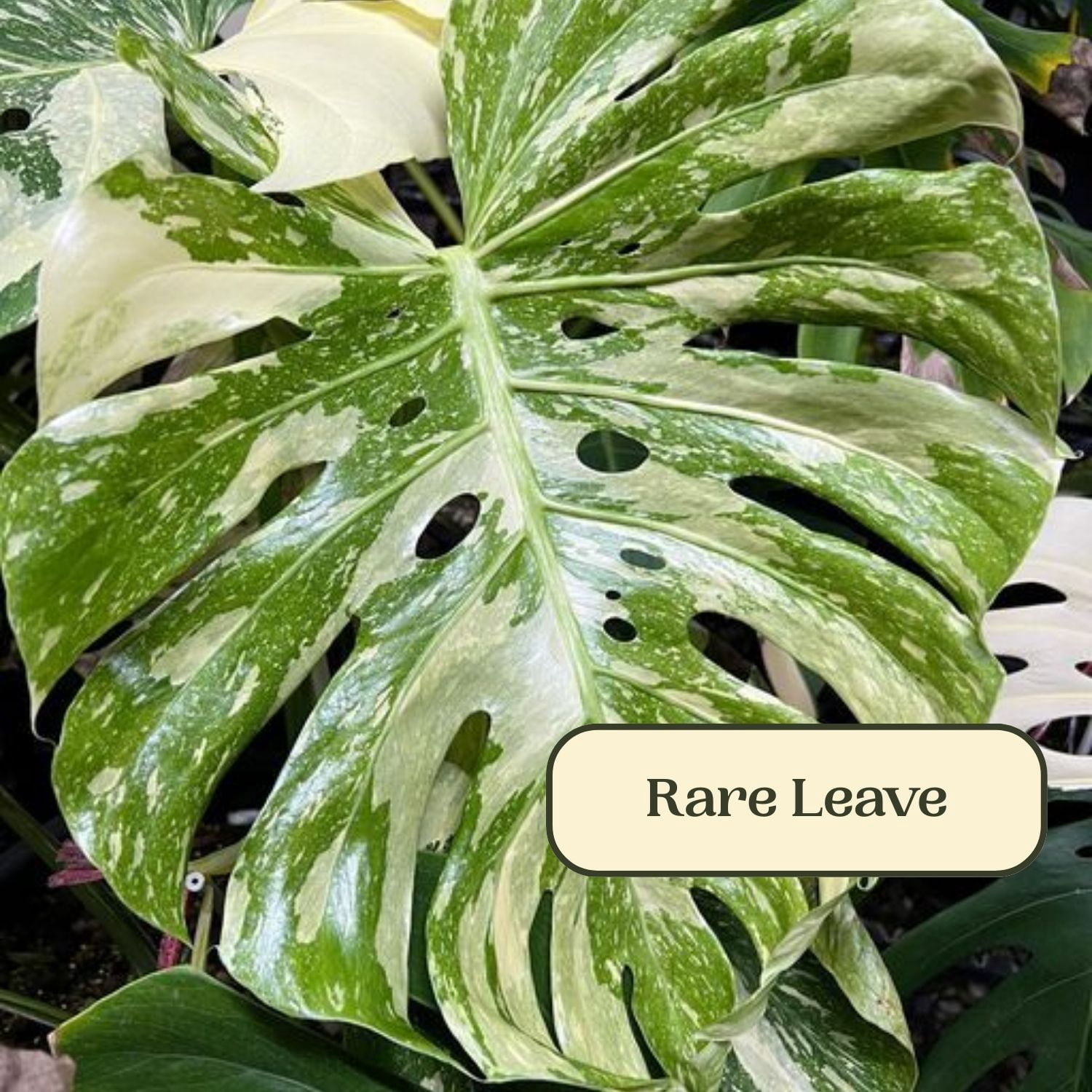 Variegate Monstera Live Indoor Plant, Variegated Tropical Houseplant, 4-6 Inch Monstera for Garden
