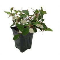 Winter Fiesta™ Wintergreen Plant - Gaultheria procumbens - 4" Pot