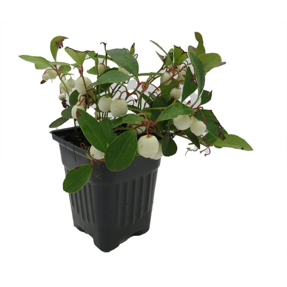 Winter Fiesta™ Wintergreen Plant - Gaultheria procumbens - 4" Pot