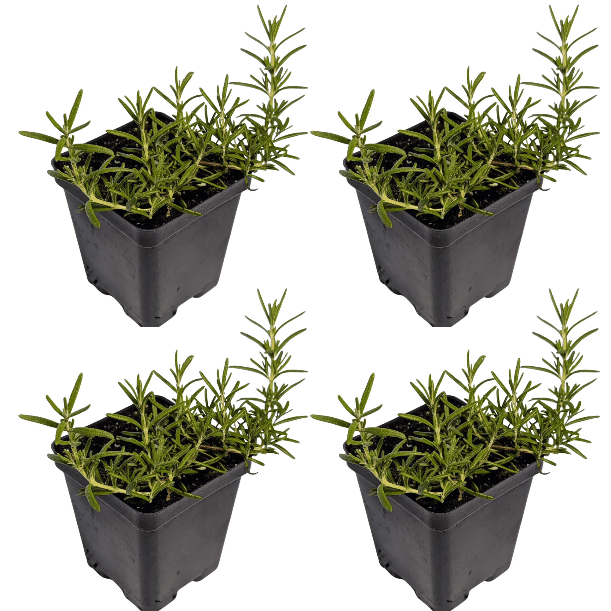 Creeping Rosemary Prostrate Live Plant - 4 Plants - USDA Organic