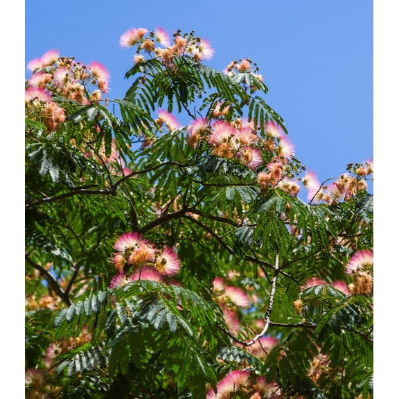 Earthcare Seeds - Albizia Julibrissin Northern 50 Seeds (Pink Mimosa Tree) Heirloom - Open Pollinated