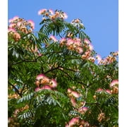 Earthcare Seeds - Albizia Julibrissin Northern 50 Seeds (Pink Mimosa Tree) Heirloom - Open Pollinated