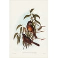 thumbnail image 2 of Gould, John 13x18 White Modern Wood Framed Museum Art Print Titled - Olivaceous Pachycephala-Pachycephala olivacea, 2 of 4