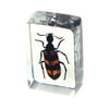 Ed Speldy East PW111 Real Bug Paperweight Regular-small-Strip Bug