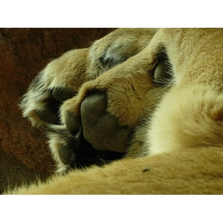 - LAMINATED POSTER Lion Paw Poster Print 24 x 36