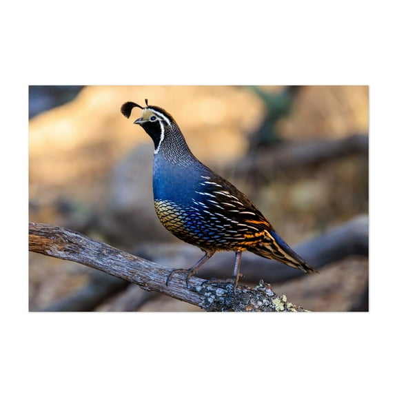California Quail - Photography Bird Wildlife Nature Animal Woodland Scenic Desert Unframed Wall Art Print 4 x 6 inches