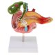 thumbnail image 3 of Modelo de Disección de Órganos Patológicos de Tamaño Natural Herramienta para Exhibición Escolar Sunnimix Estatua del duodeno humano, 3 of 8
