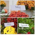 thumbnail image 3 of DEEPCRAFF 8Pcs Iron Plant Labels White Metal Garden Tags for Vegetable Flower Potted Plant Identification, 3 of 7