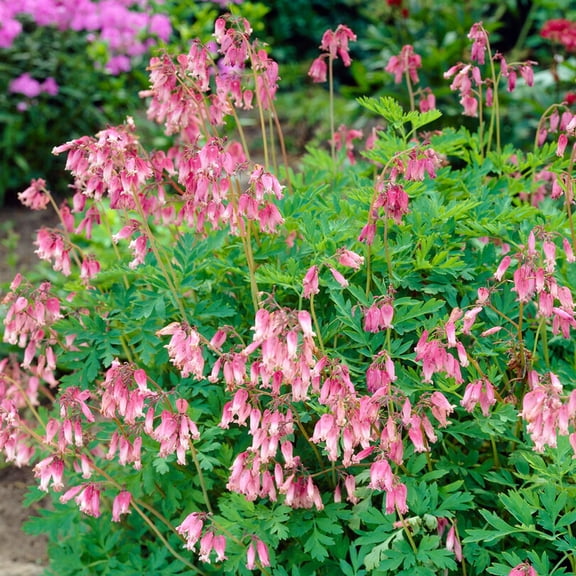 Easy to Grow Dicentra Bleeding Heart Formosa 1 Bareroot, Pink Blooms Summer Shade