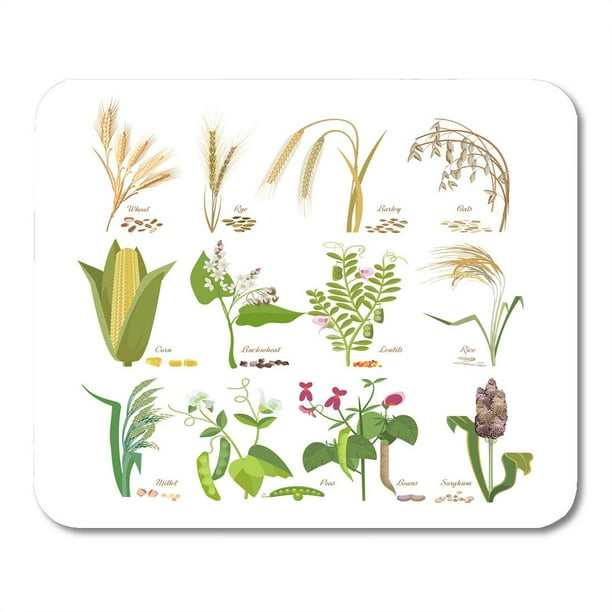 KDAGR Cereals and Legumes Grain Plants with Leaves Flowers ...