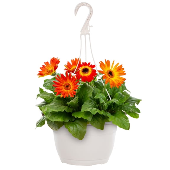 Expert Gardener 1.5gal Orange Yellow Gerbera Daisy Live Annual Plant Hanging Basket Sun