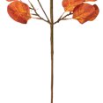 thumbnail image 4 of Vickerman 32" Rust Orange Artificial Silver Dollar Eucalyptus Leaf Spray, 3 per bag., 4 of 5