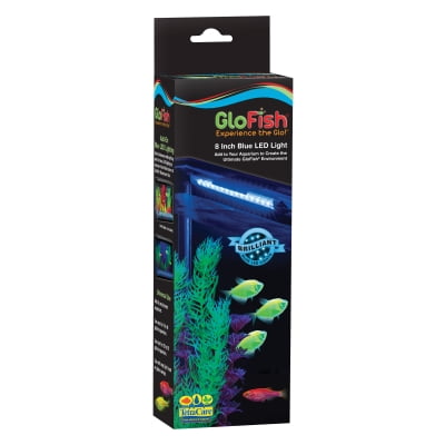 aquatics tetra glofish blue
