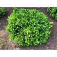 thumbnail image 2 of Carissa Holly I 1 Large Gallon Size Plant I Ilex Cornuta I Live Dense Evergreen Shrub for Hedging, Borders, and Ornamental Landscaping, Glossy Leaves and Red Berries, 2 of 7