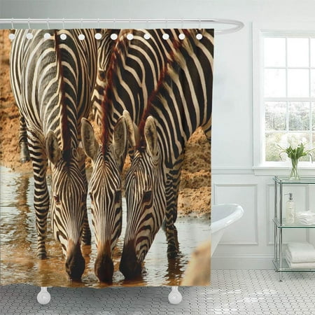 Wildlife Trio - KSADK Africa Zebra Trio Friends Herbivore Safari Savannah Stripes Wildlife Shower Curtain Bath Curtain 60x72 inch