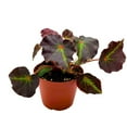 thumbnail image 4 of Begonia Boyfriend, 4 inch Rhizomatous Rhizo Dark Purple Green Streaks Red Dot, 4 of 5