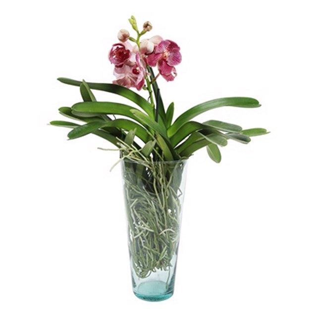 planta belén nueva guinea natural multicolor 39 x 21 cm