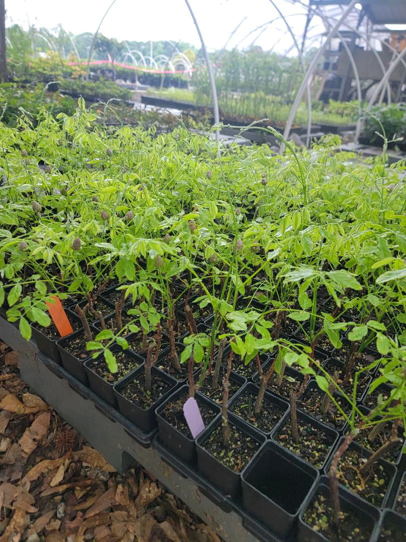 ( 1 ) - Amethyst Falls Wisteria Vine - Starter Plant ( 5L ) ( 1 live plant )