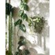 thumbnail image 2 of Maceta de pared - Macetas de cara únicas Macetas de cabeza - Regalos de plantas para amantes de las plantas de interior - Regalo de plantas suculentas - Beige, 2 of 5
