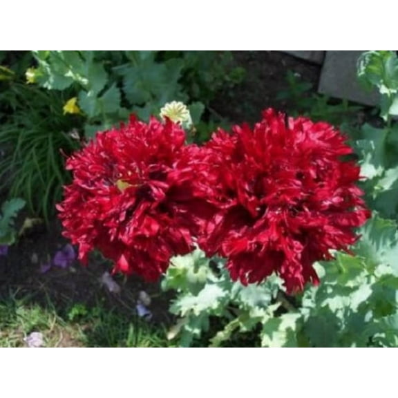 100 Seeds Giant Double RED PEONY POPPY Papaver Peoniflorum Flower Seeds