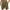 Brown, variant on JIUKE Mens Shorts High Waisted Drawstring Quick Dry Summer Beach Swim Knee Length Shorts with Pockets