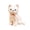 A, variant on zhonghuaying Cat Stuffed Animals Cute Soft Kitten Plush Doll Small Kitty Plushies Toys Gifts for boys girls Grey 7 inch
