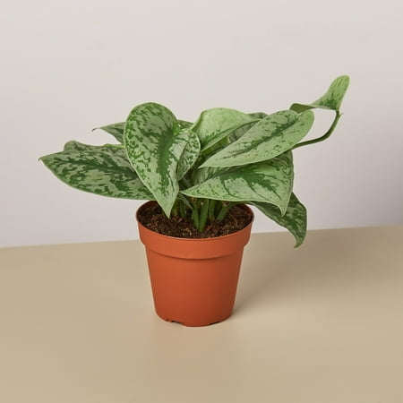 House Plant Shop Pothos 4" Silver Splash Live Plants in 4" Pots, Easy Care