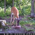 thumbnail image 5 of Ani-Logics Outdoors Ani-Mineral Block 20 Lb. Single, 5 of 8