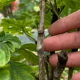 thumbnail image 3 of Uuiauoio 50pcs Silicone Grafting Sleeves for Fruit Trees,Flexible, Durable & Promotes Fruit Tree Healing, 3-7.5mm Tree Trunk Protective Wrapping Sleeve, Grafting Sleeves Tubes for Plant Branches (50), 3 of 9