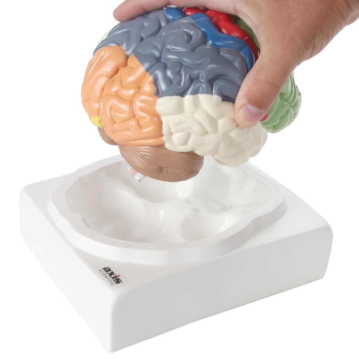Axis Scientific Human Brain Model Anatomy with Colored and Labeled