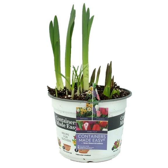 Better Homes & Gardens 3QT Multicolor Combo Live Plants in Grower Pot, Full Sun