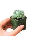 thumbnail image 6 of Echeveria Sedeveria Blue Elf (4"+ Plastic Pot) - Tiny, Lovely, Easy to Care Rosette Succulents - Live Succulents for Home Indoor Place, 6 of 9