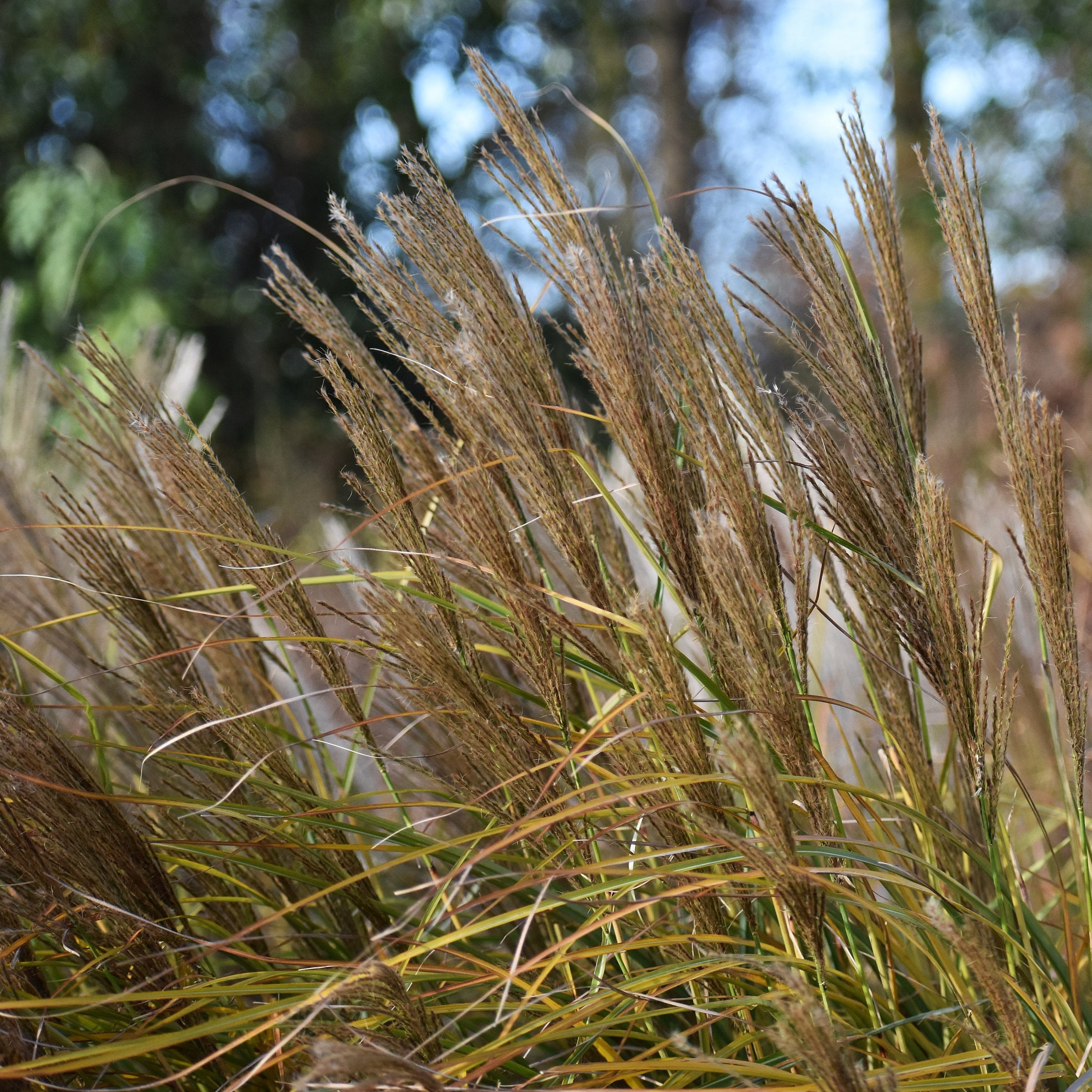 National Plant Network 4 in. Miscanthus Malepartus (3-Pack)