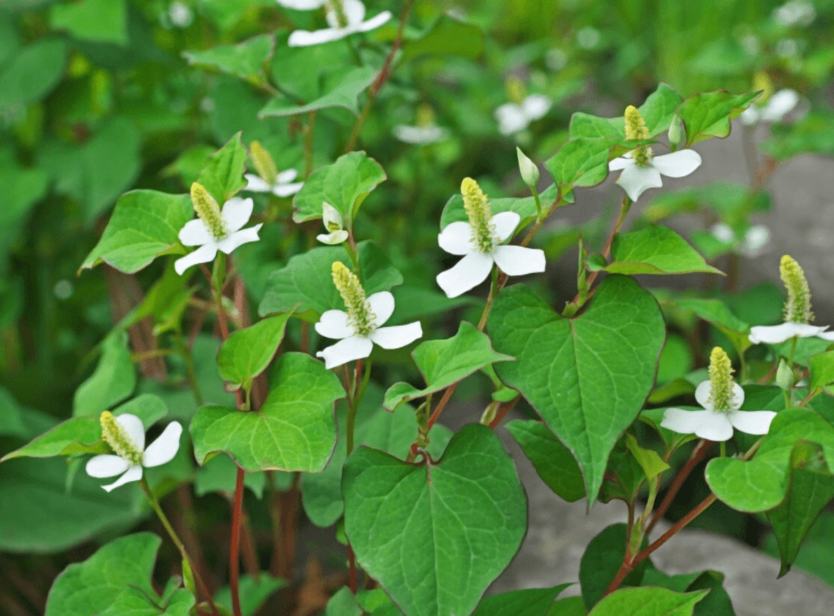300 Seeds + Fish Mint Seeds for Planting, Houttuynia Cordata Seeds for Outdoor Garden, Easy to Grow